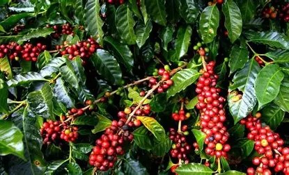 Coffee
